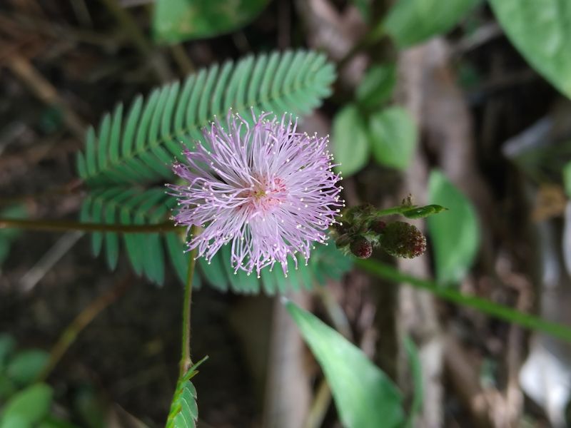 A mimosa pudica in full bloom with purplish flowers. Photo by Siteri Rawada, taken at Nadi, Fiji Islands with a Samsung Galaxy A05s smartphone.