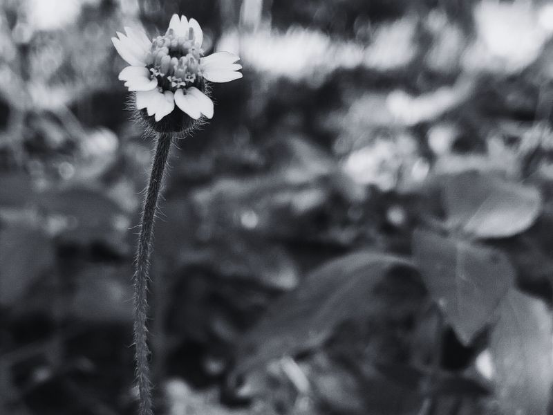 A black and white photo of Galinsoga quadriradiata, a species of flowering plant in the family Asteraceae which is known by several common names, including shaggy soldier, Peruvian daisy, hairy galinsoga. Its native home is apparently central Mexico, although it has become naturalized in many other places including Nadi, Fiji Islands. Photo by Siteri Rawada, taken at Nadi, Fiji Islands with a Samsung Galaxy A05s smartphone.