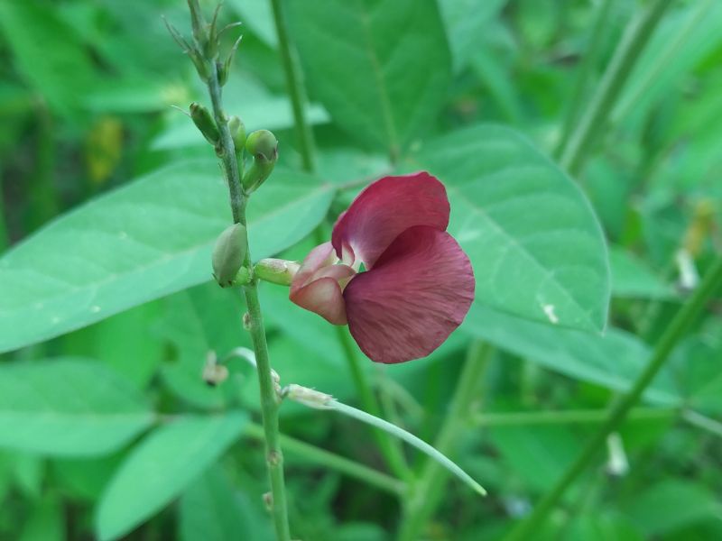 A colour photo of a Macroptilium lathyroides, a species of plant in the legume family (Fabaceae) commonly known as the phasey bean. Photo by Siteri Rawada, taken in Nadi, Fiji Islands with a Samsung Galaxy A05s smartphone.