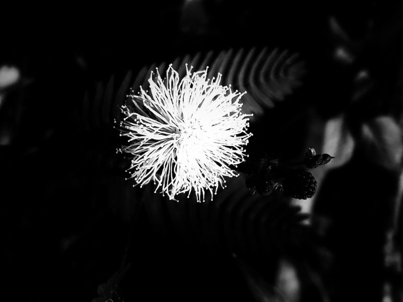 A black and white photograph showing the delicate bloom of the mimosa pudica. Photo by Siteri Rawada, taken at Nadi, Fiji Islands with a Samsung Galaxy A05s smartphone.