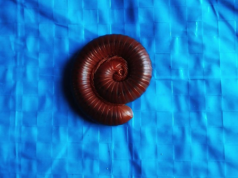 A colour photograph of a red millipede curled up on a piece of blue tarpaulin. Photo by Siteri Rawada, taken in Nadi, Fiji Islands with a Samsung Galaxy A05s smartphone.