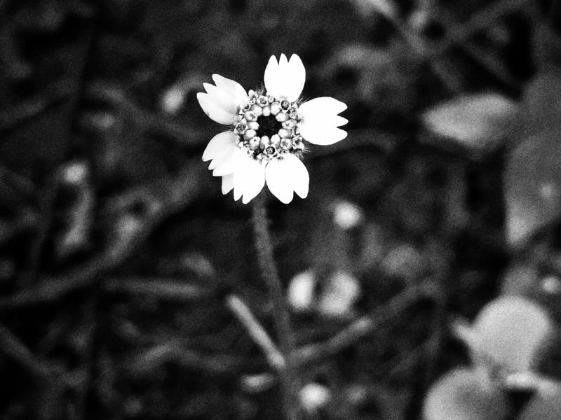A black and white photo of Galinsoga quadriradiata, a species of flowering plant in the family Asteraceae which is known by several common names, including shaggy soldier, Peruvian daisy, hairy galinsoga. Its native home is apparently central Mexico, although it has become naturalized in many other places including Nadi, Fiji Islands. Photo by Siteri Rawada, taken at Nadi, Fiji Islands with a Samsung Galaxy A05s smartphone.