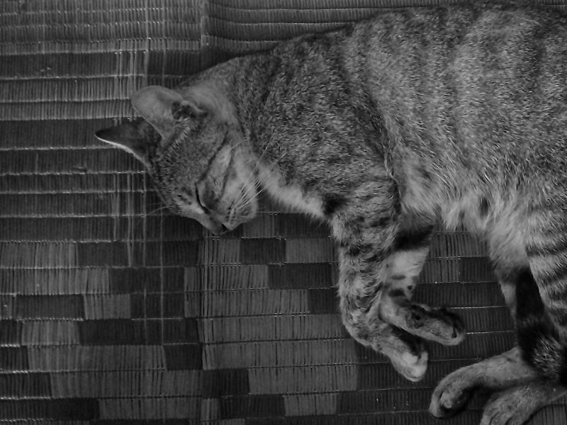 Black and white photo of a grey-striped female cat, a family pet called Koki Nakosi. Photo by Siteri Rawada, taken at Nakavu, Nadi, Fiji Islands on a Samsung Galaxy A05s smartphone.