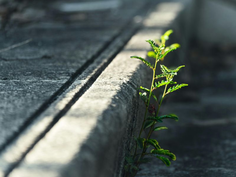 Resilient sensitive plant growing through a crack in concrete pavement. Photo by Tasso Mitsarakis from Pexels.