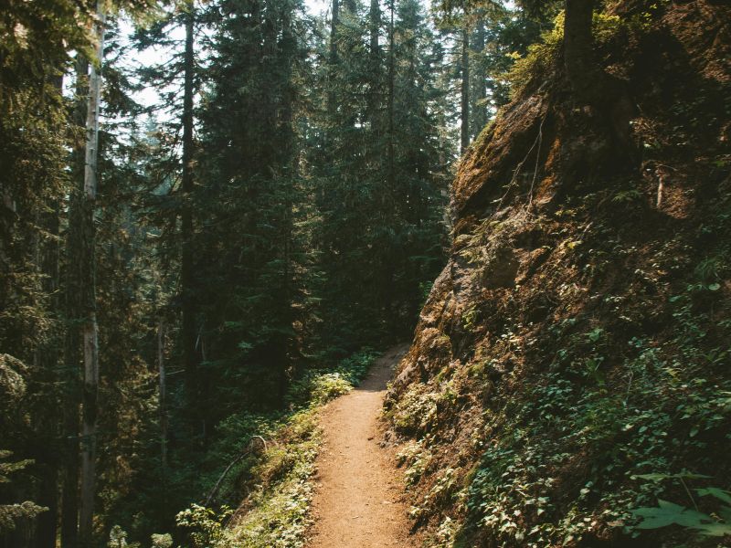 Serene forest trails through sunlit pines. Photo by Makayla Asuncion from Pexels